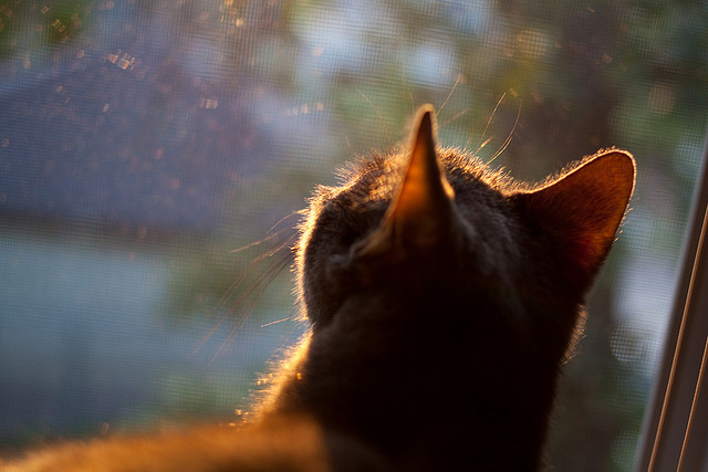 开云官方-博卡无有效限制拜仁中场持球推进，博卡知名球星  第1张