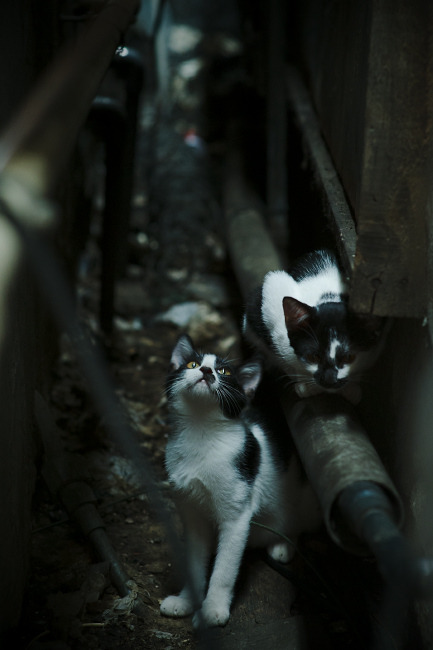 开云真人娱乐官网-国际乒联混合团体世界杯赛制的利与弊：德国队如何调整战术，国际乒联德国公开赛  第2张