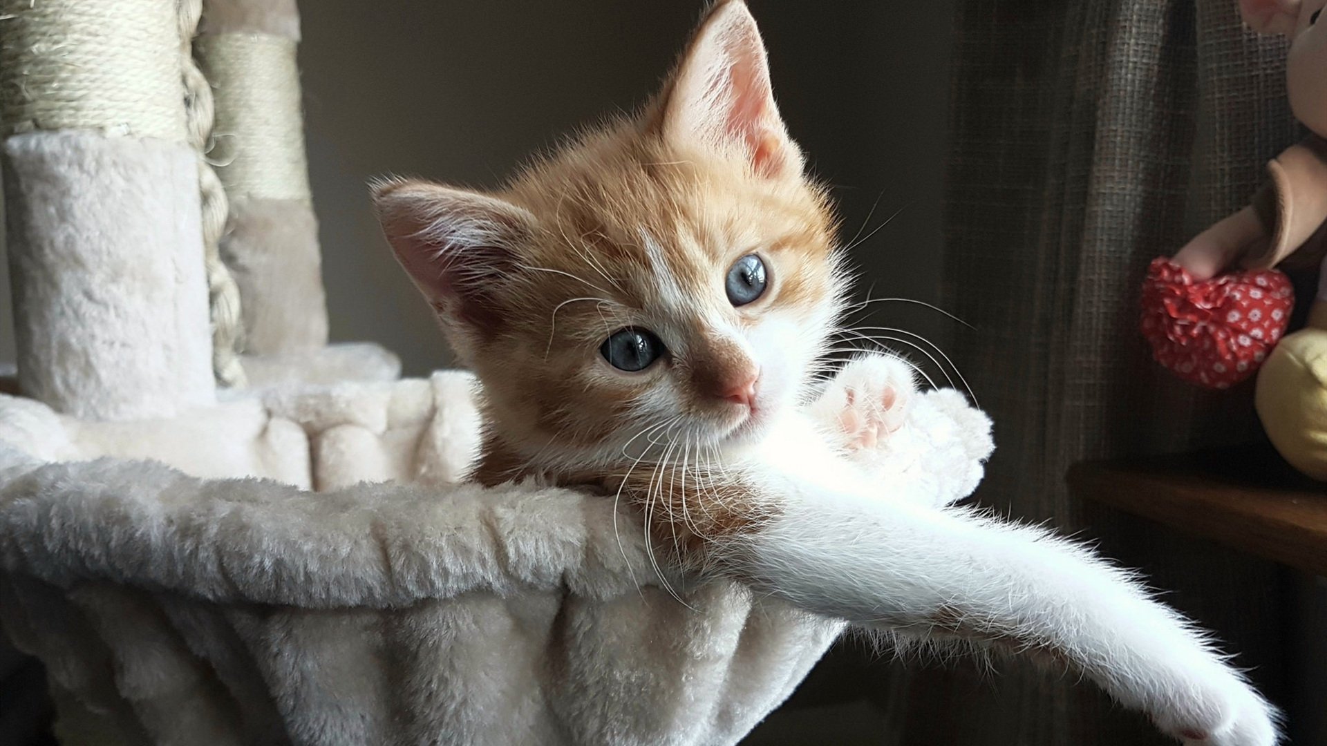 开云·体育官网-女子仰泳划频表现突出，女子仰泳100米  第1张